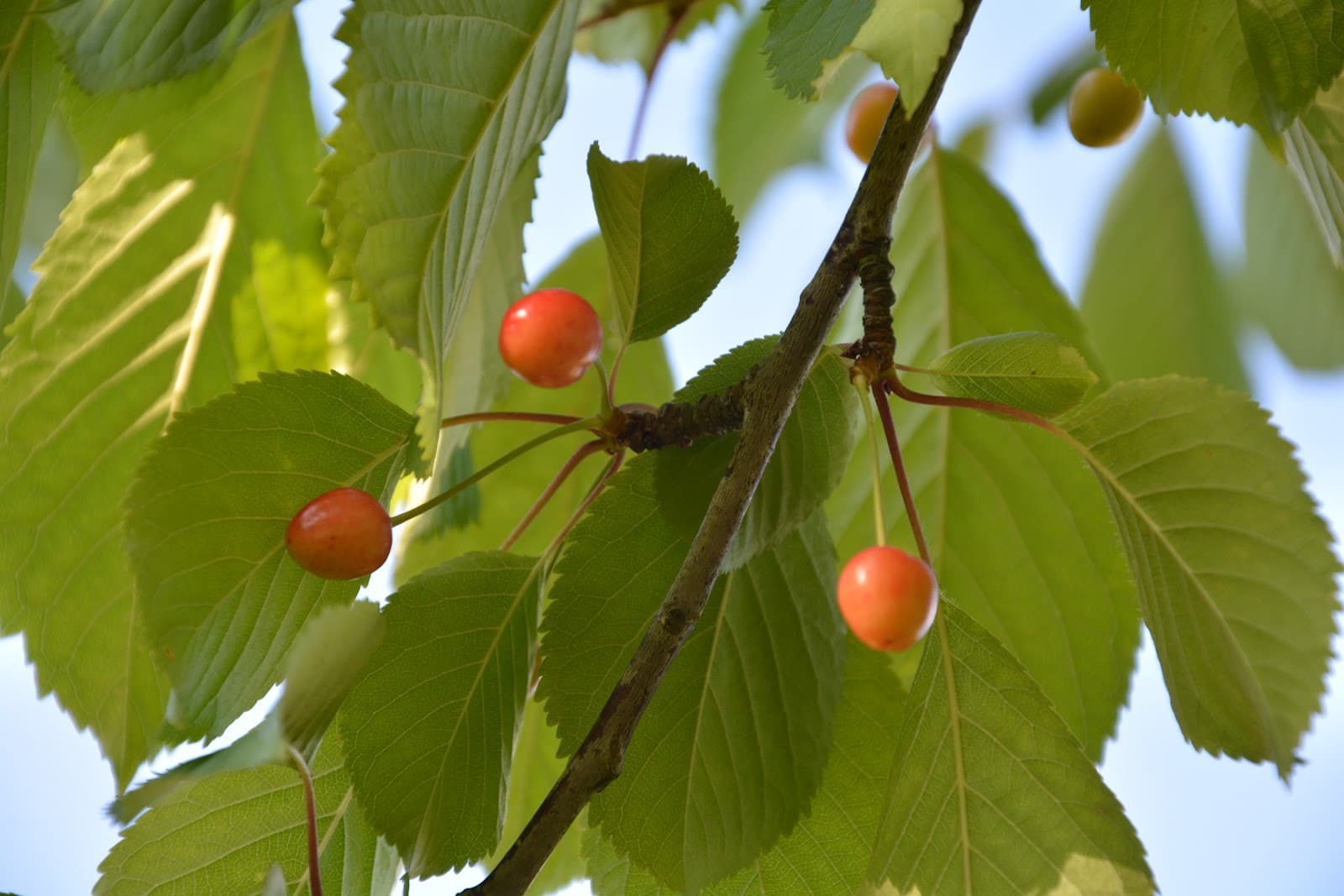 University of Rennes